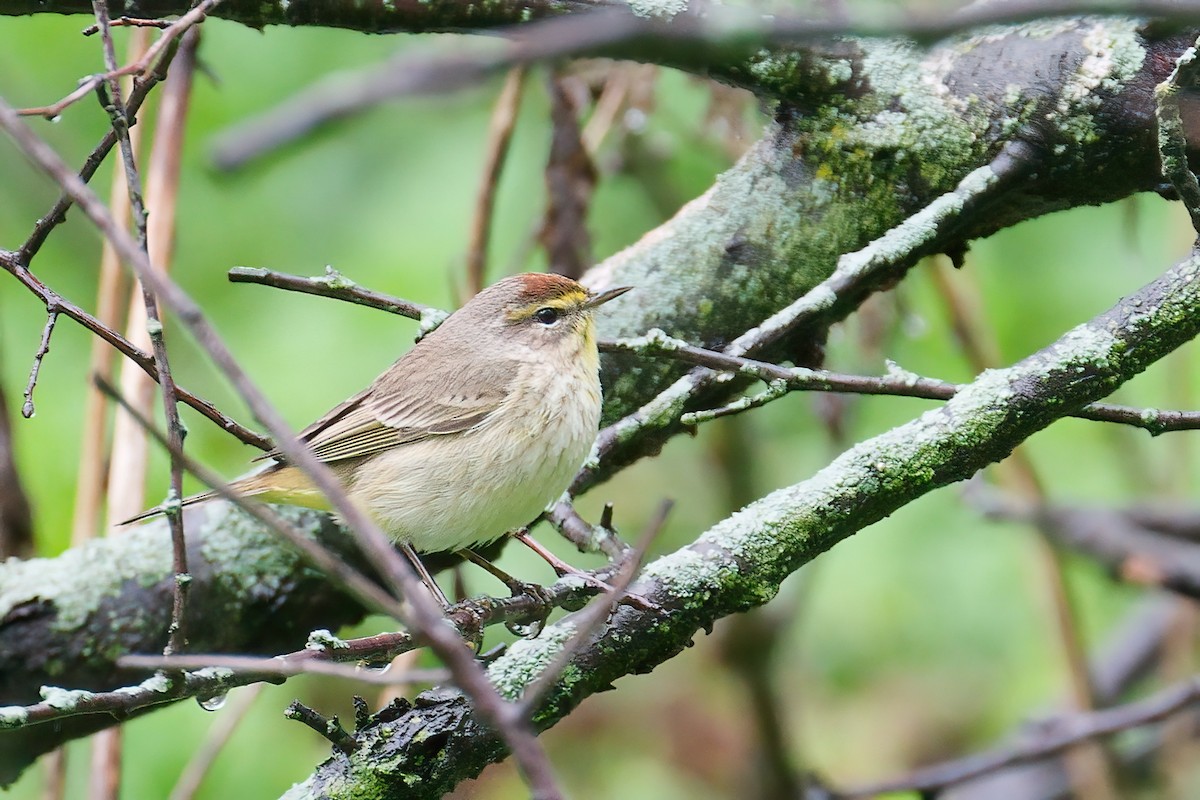 סבכון חום-כיפה - ML645805746