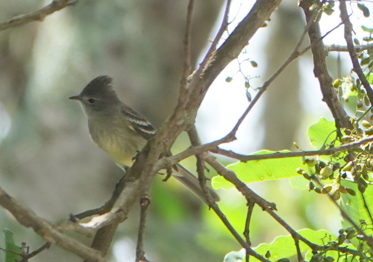 Желтобрюхая эления - ML645805748