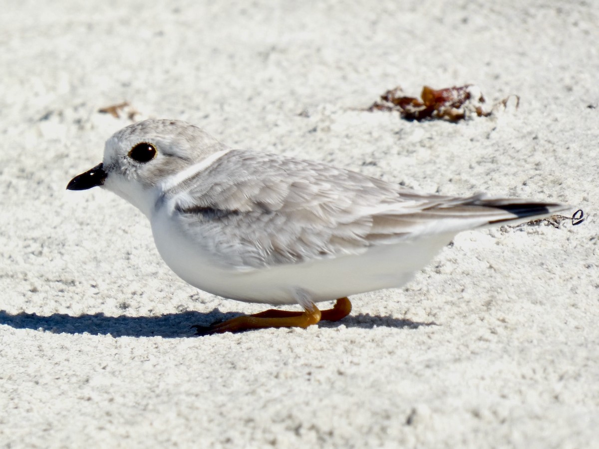 Piping Plover - ML645805752