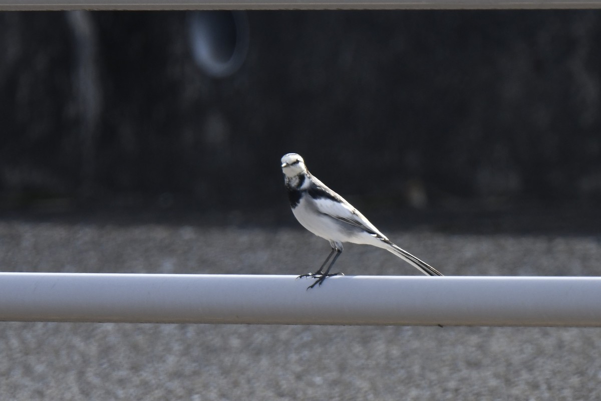 White Wagtail - ML645805753