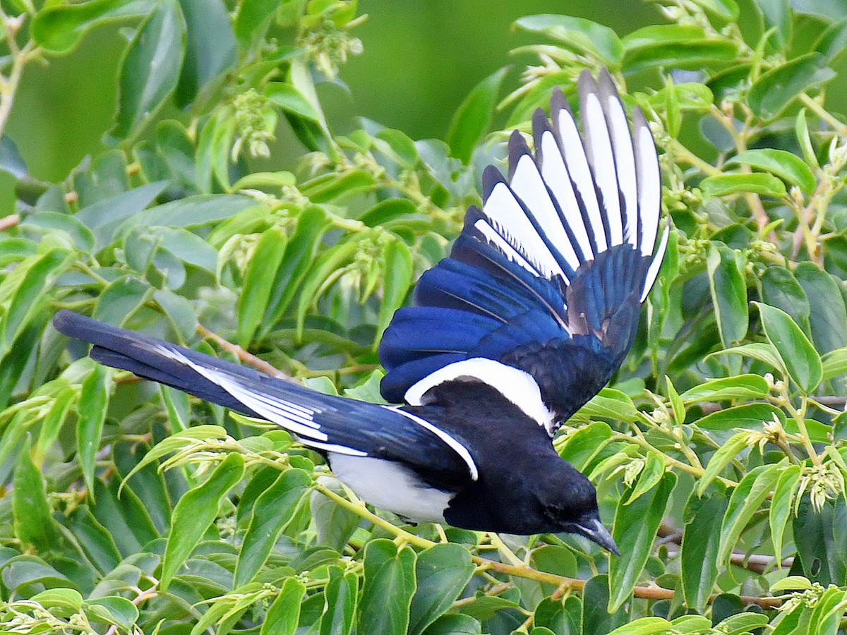 Orientelster - ML645805757