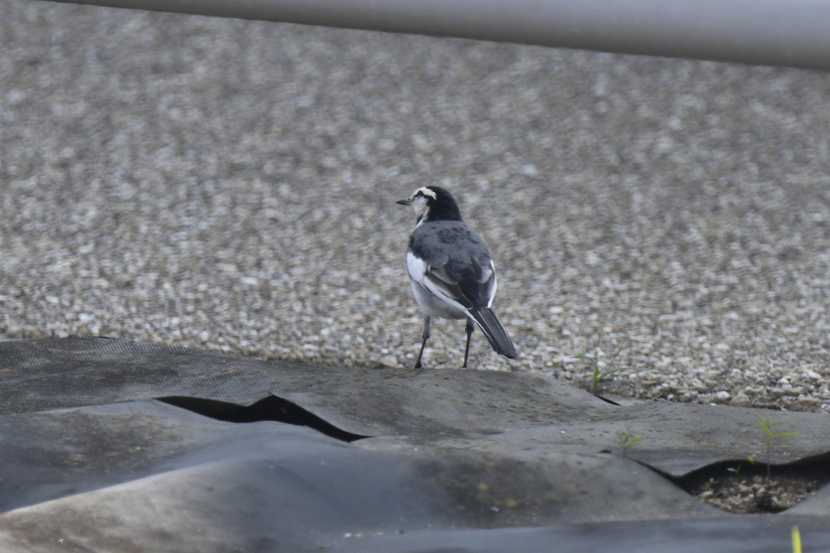 White Wagtail - ML645805766