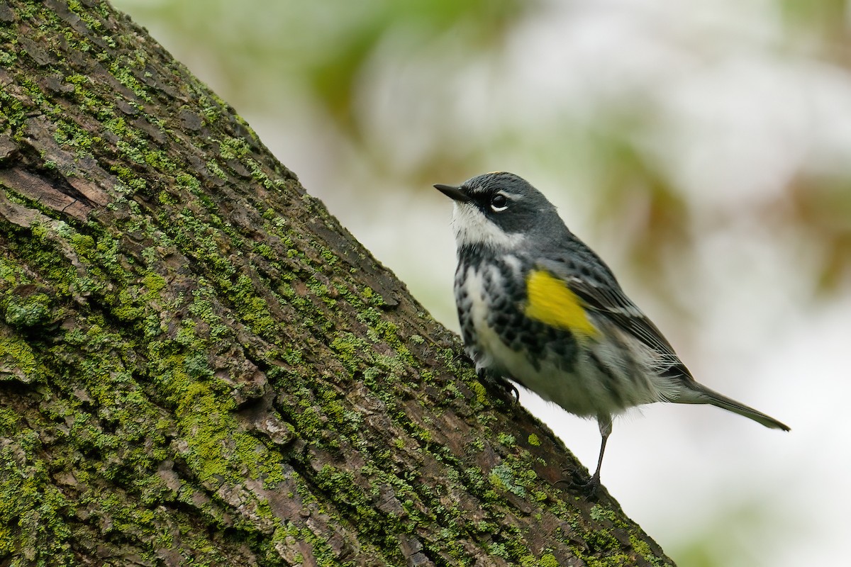 סבכון הכתר - ML645805767