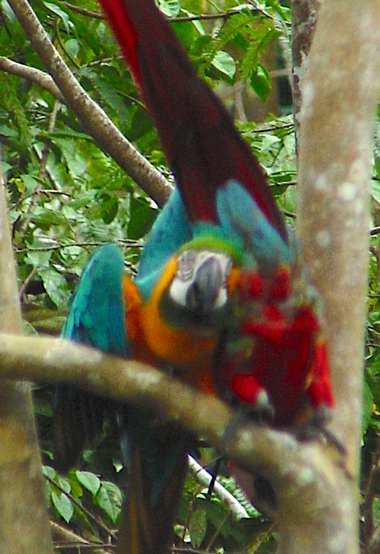 Scarlet Macaw - ML645805778