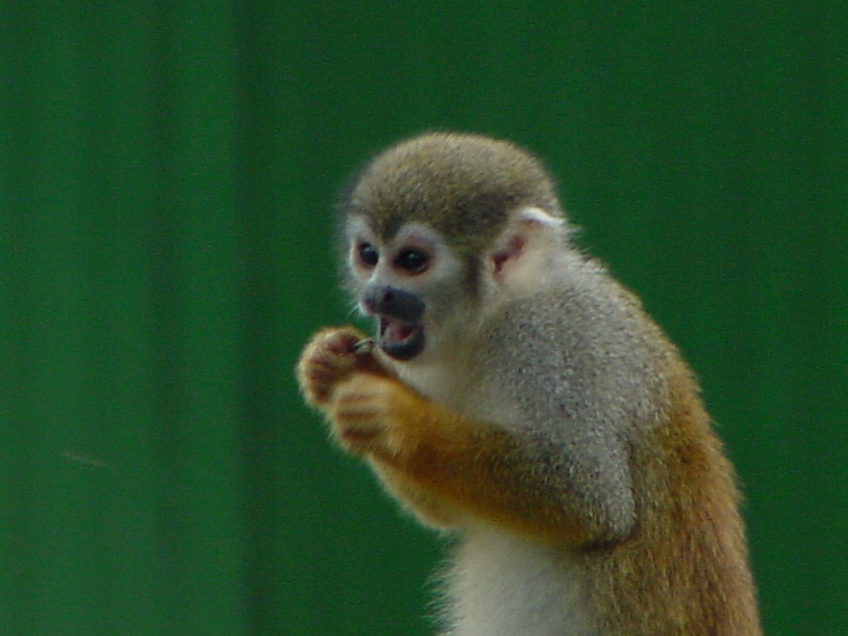 Mammals - ML645805783