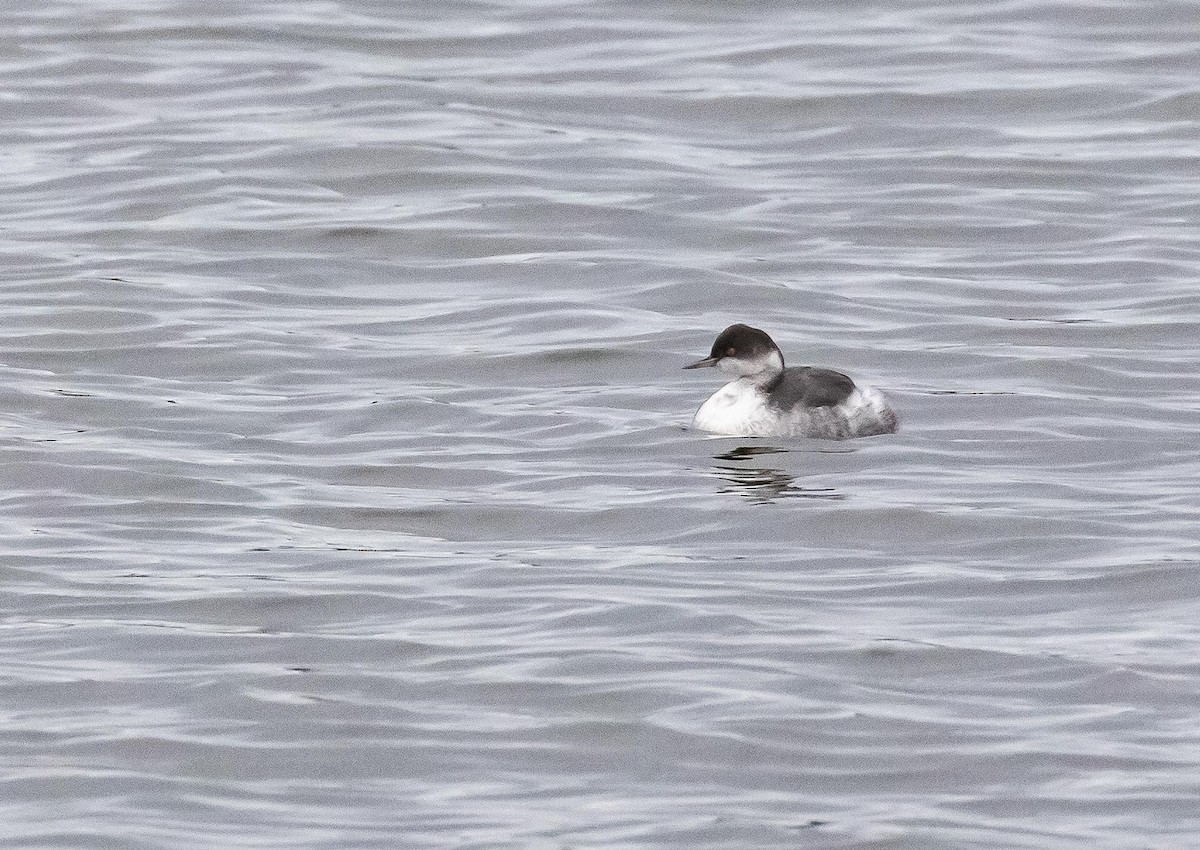 Eared Grebe - ML645805785