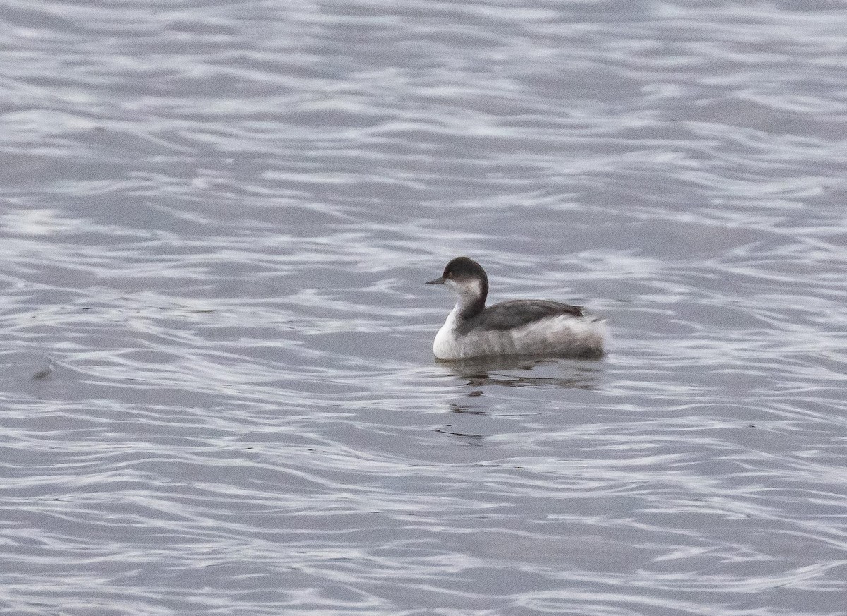 Eared Grebe - ML645805786