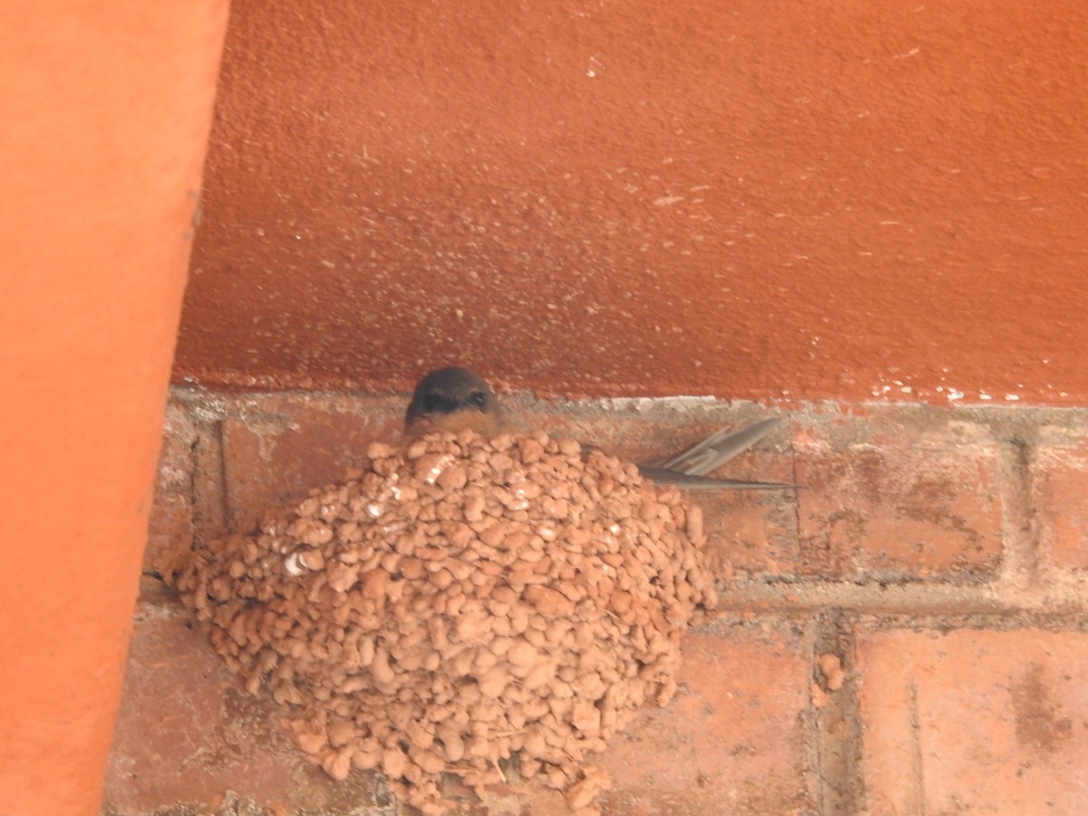 Greater Striped Swallow - ML645805787