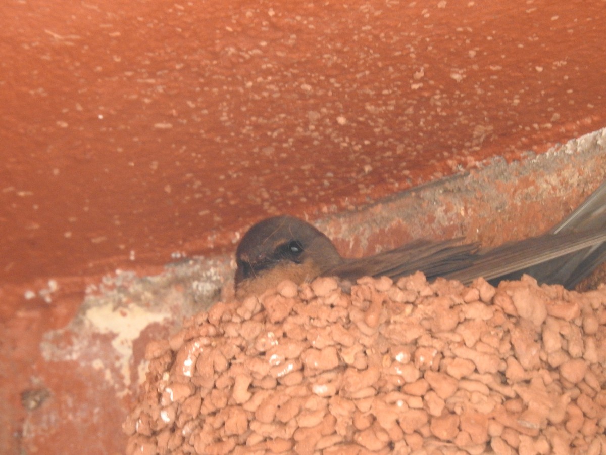 Greater Striped Swallow - ML645805794