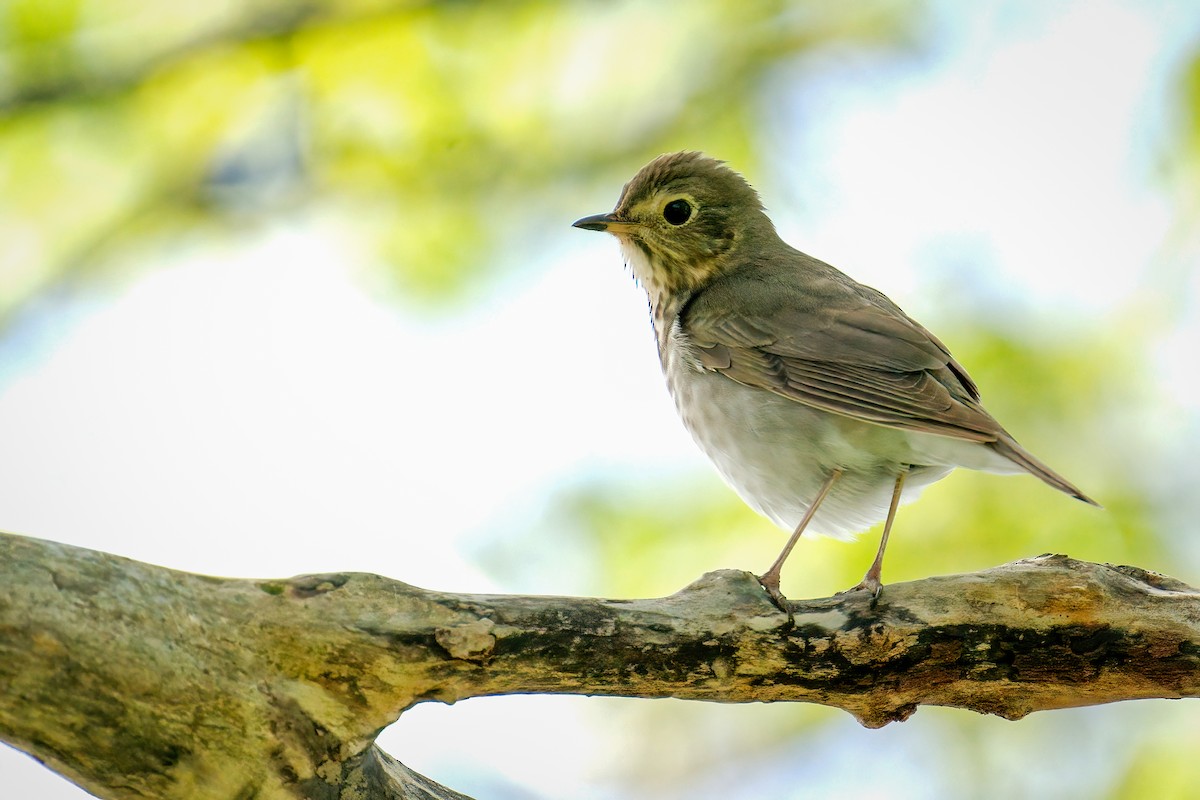 קיכלי זיתני - ML645805795