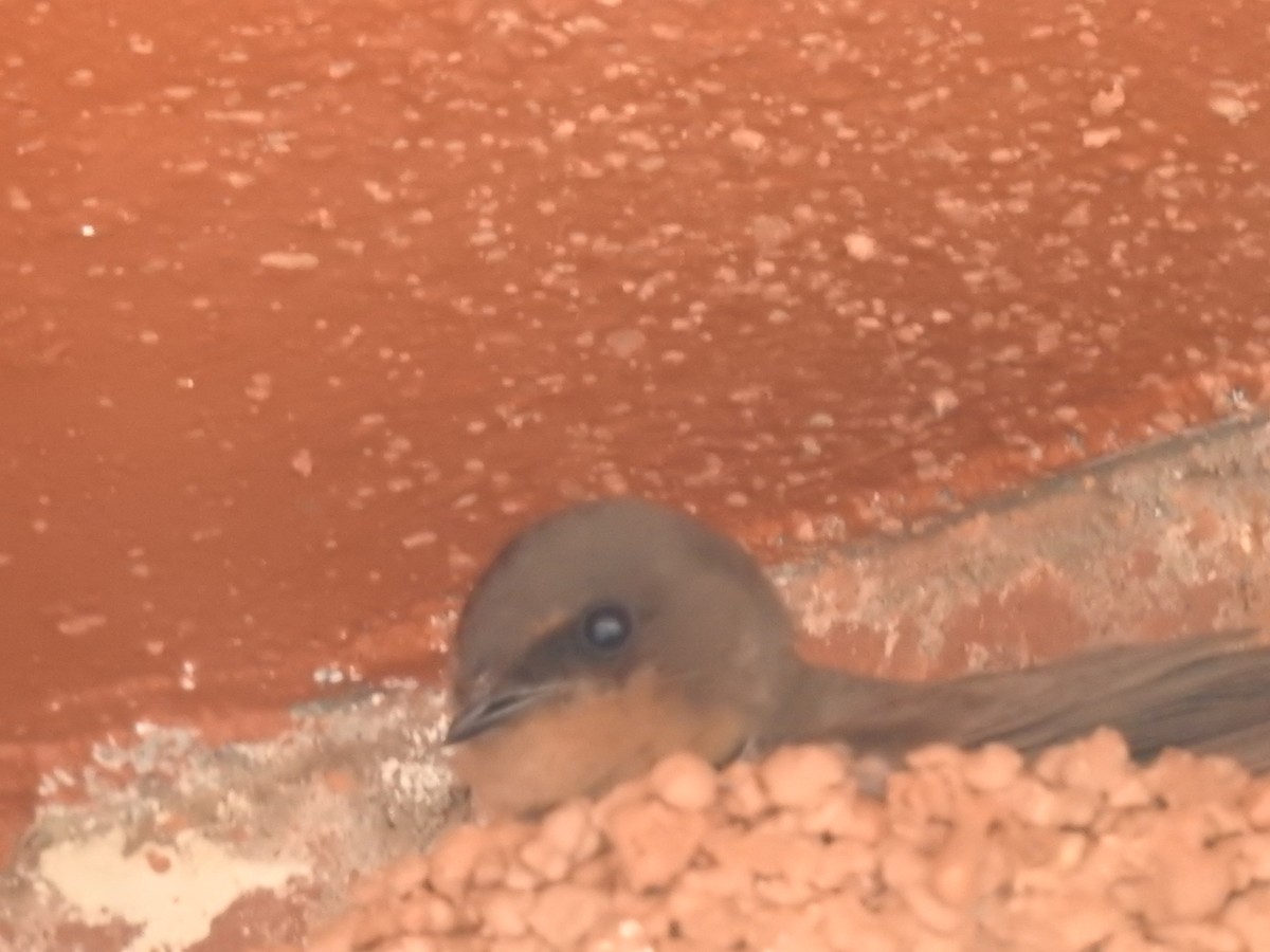 Greater Striped Swallow - ML645805800