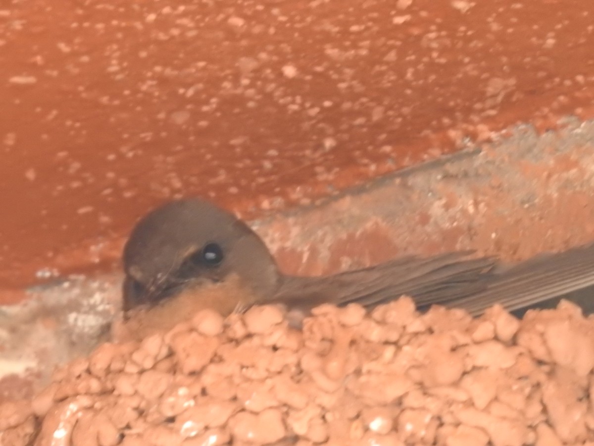 Greater Striped Swallow - ML645805806