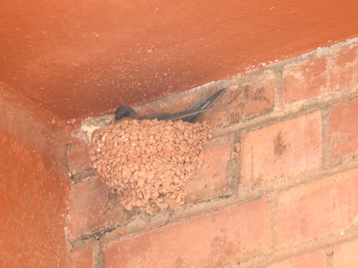 Greater Striped Swallow - ML645805807