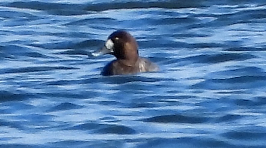 Greater Scaup - ML645805809