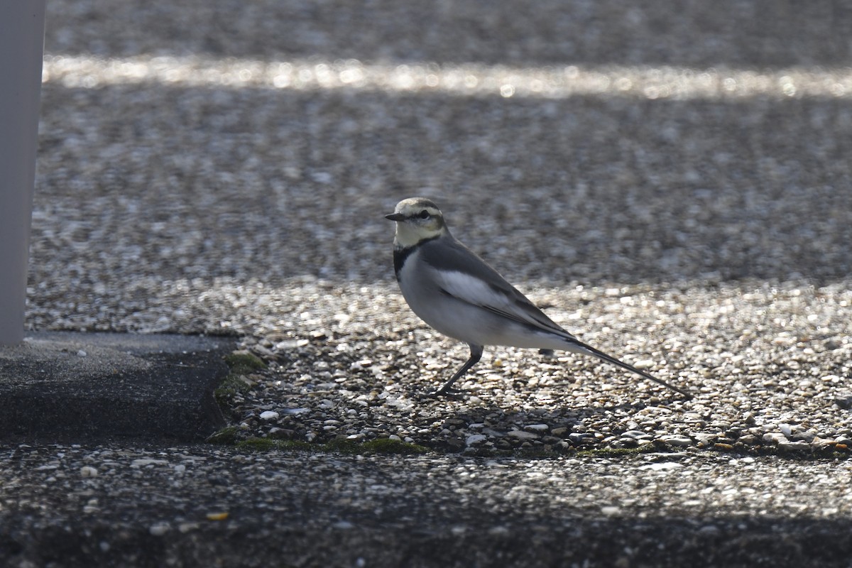 White Wagtail - ML645805815
