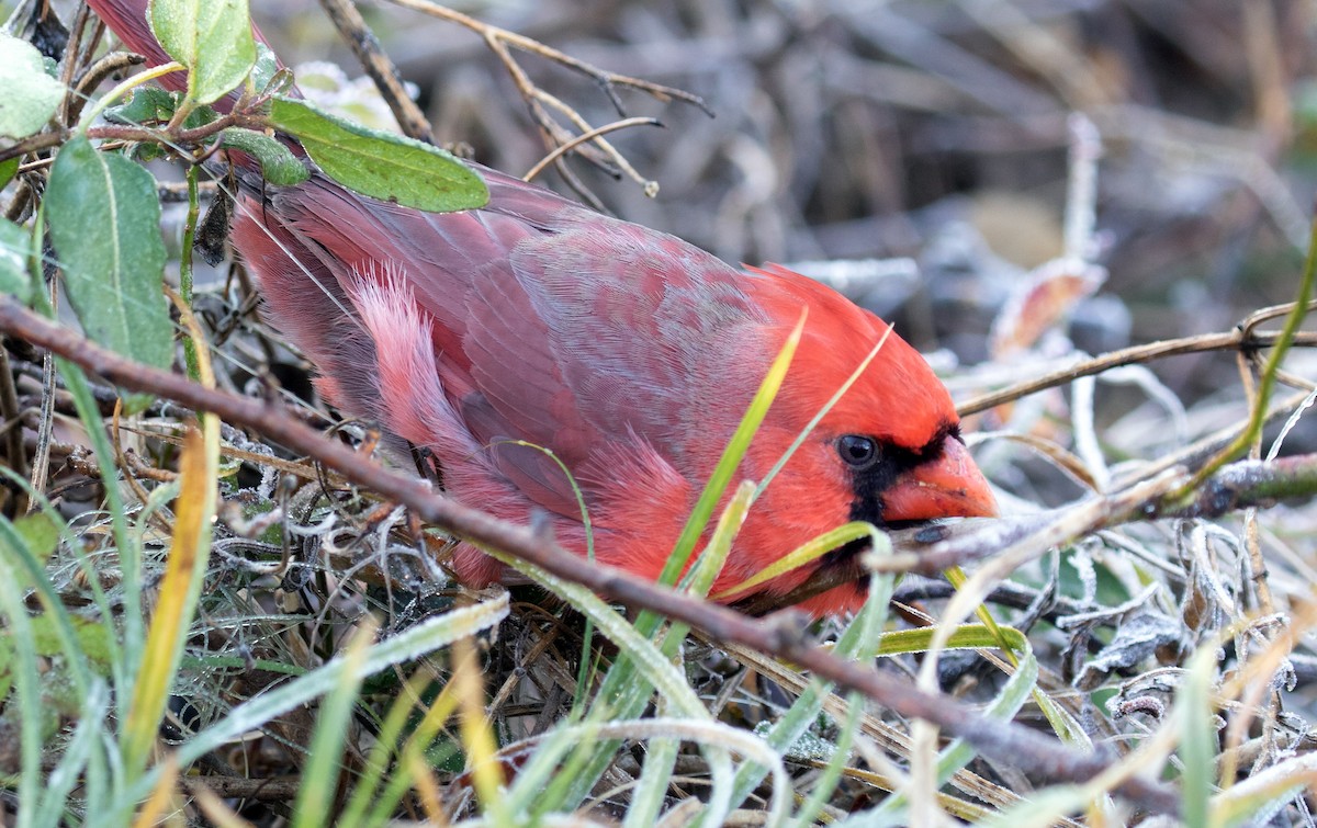 Northern Cardinal - ML645805821