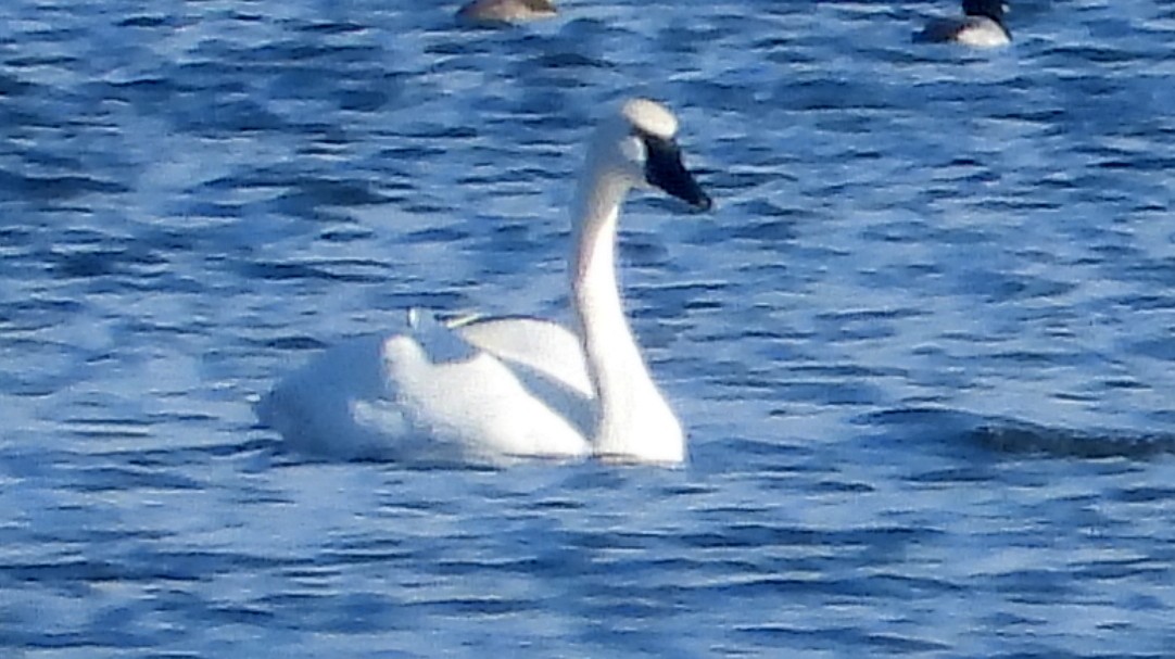Trumpeter Swan - ML645805822