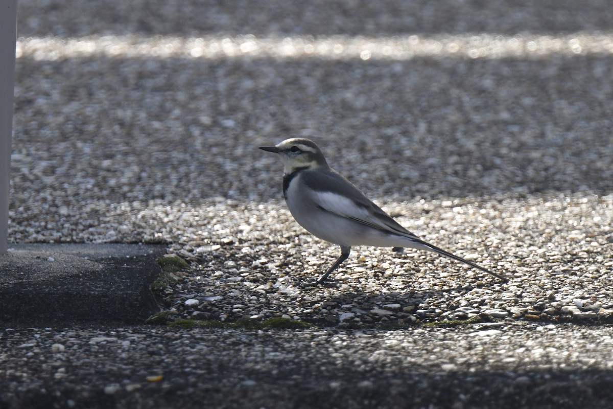 White Wagtail - ML645805834