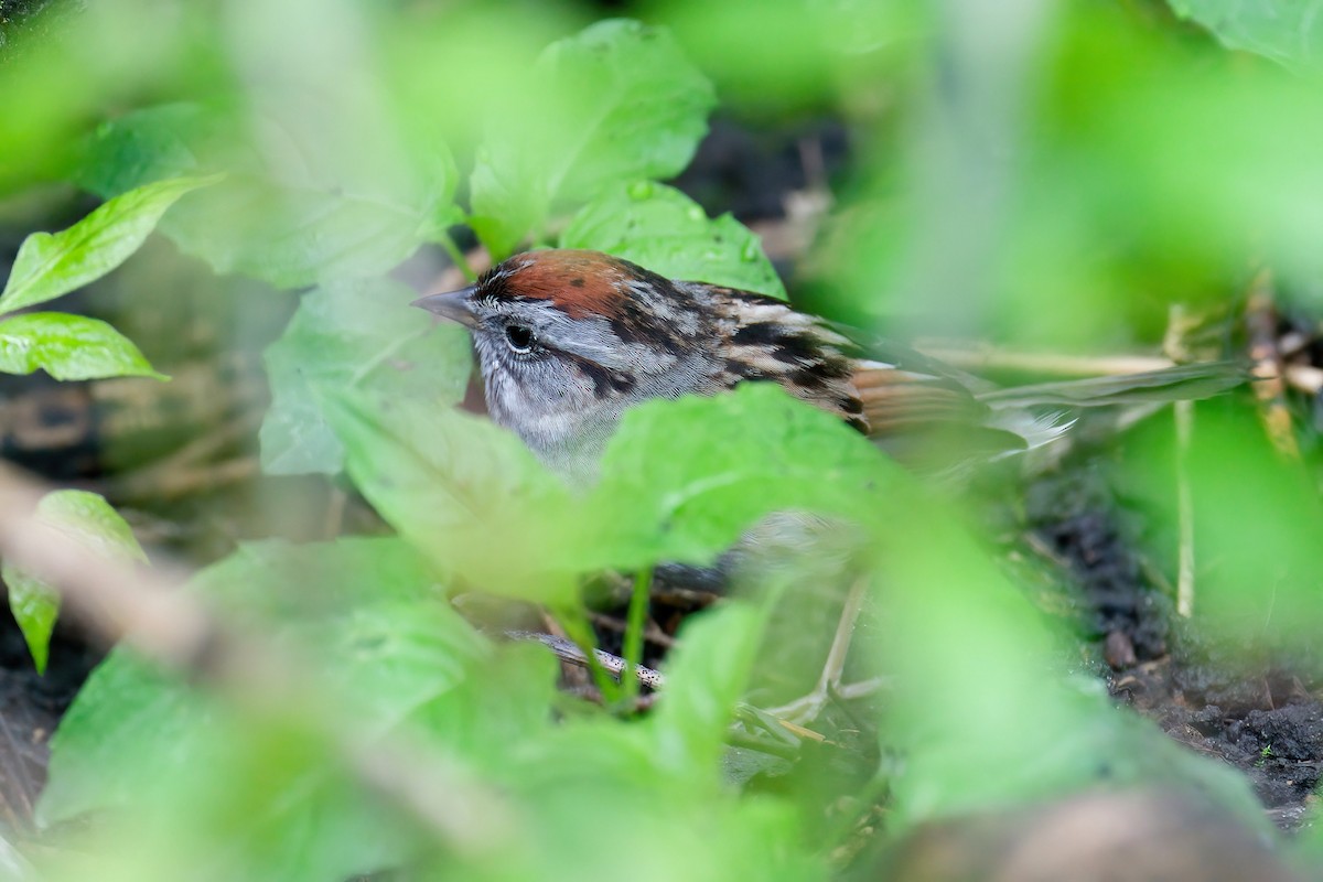Swamp Sparrow - ML645805835