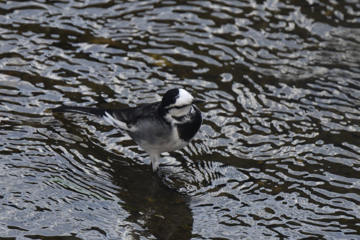 White Wagtail - ML645805858
