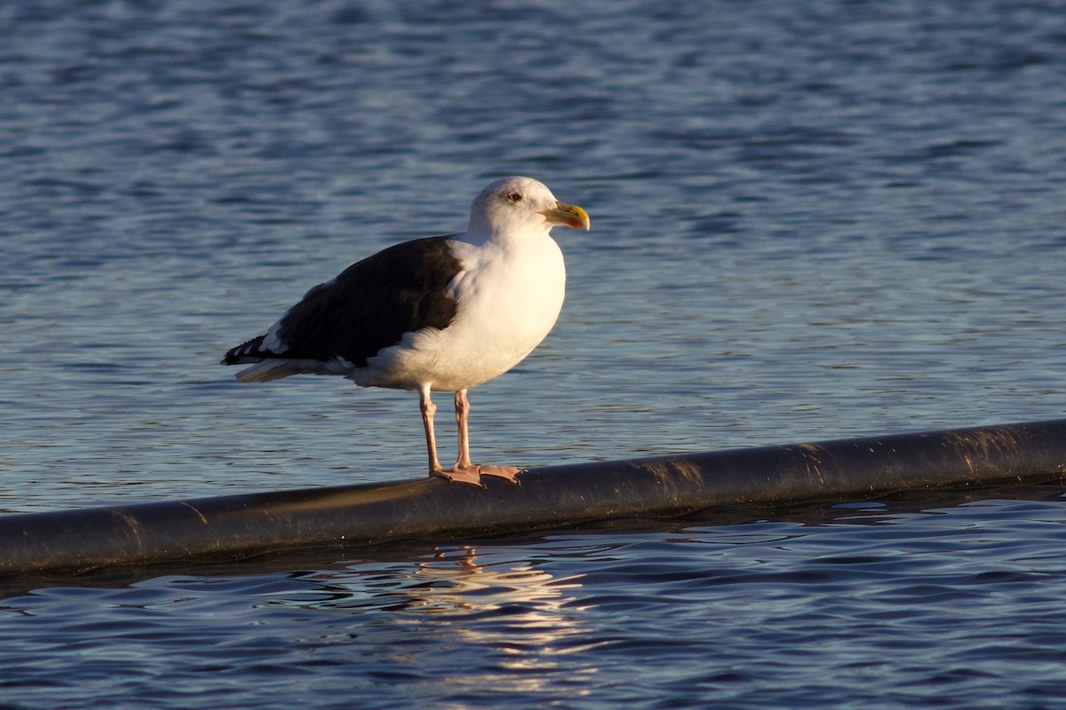Great Black-backed Gull - ML645805861