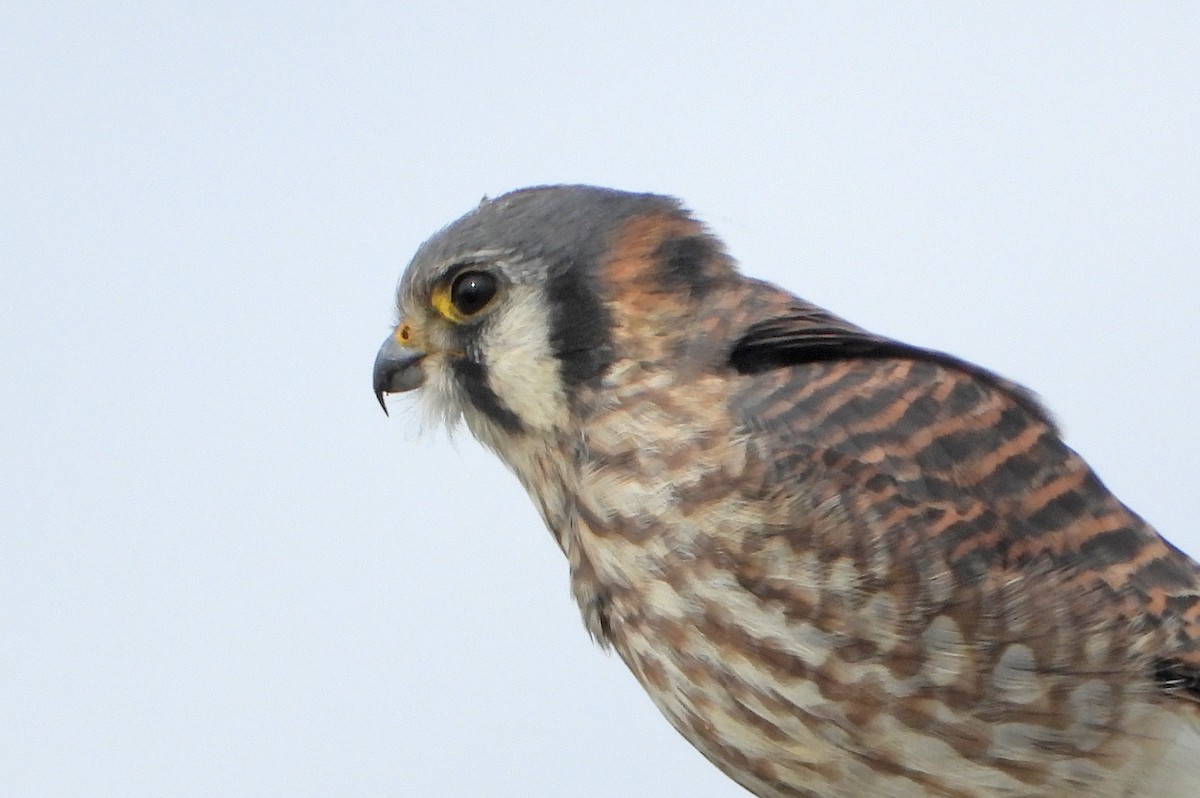 בז אמריקני - ML645805863