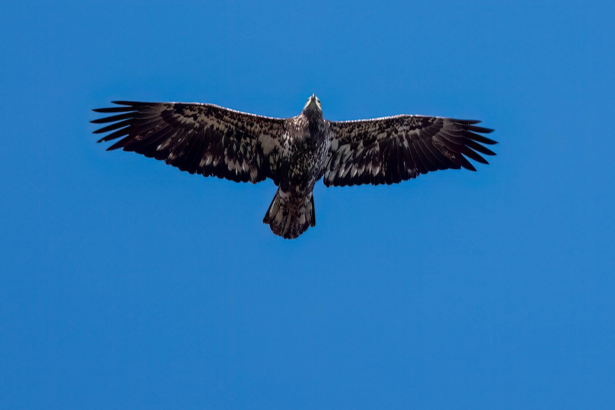 Pigargo Americano - ML645805866