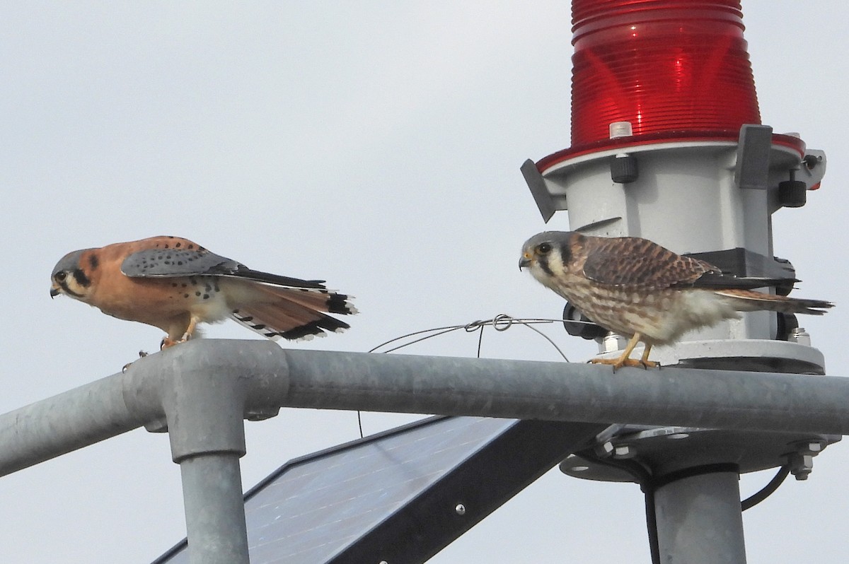 בז אמריקני - ML645805872