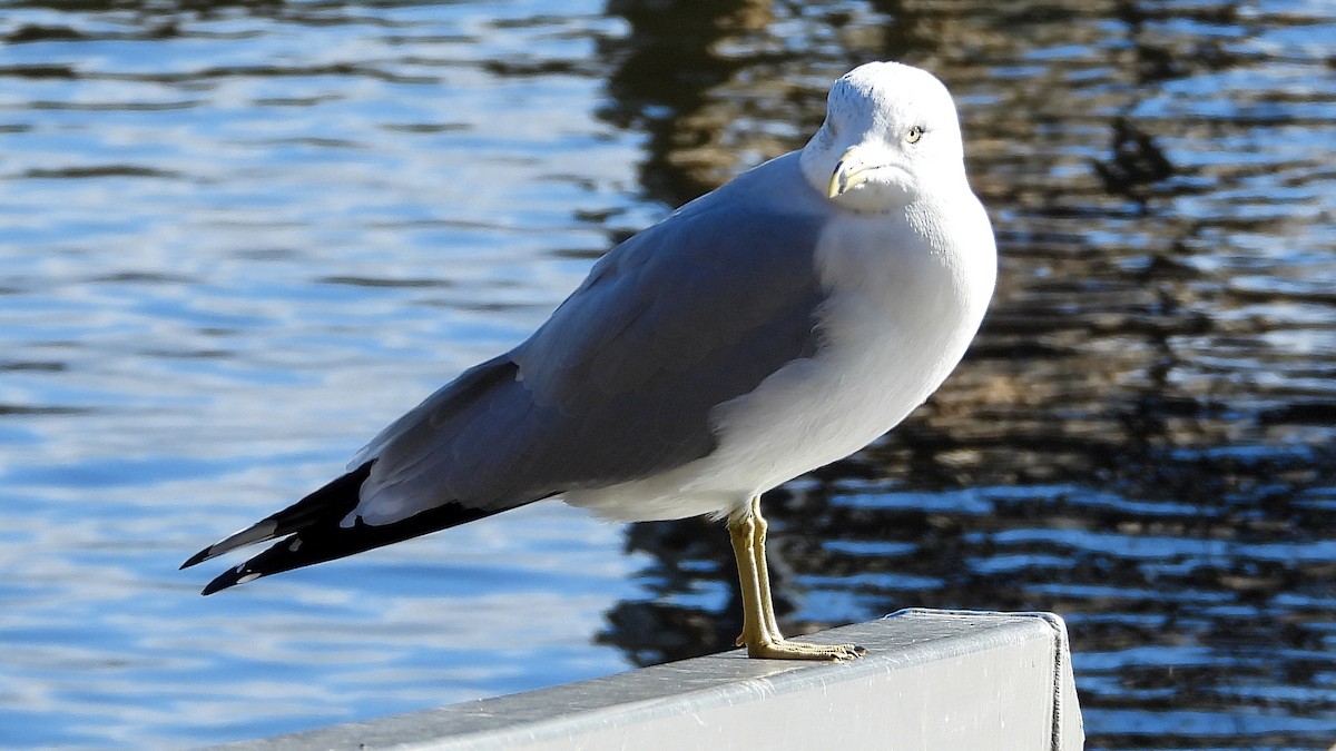Ring-billed Gull - ML645805876