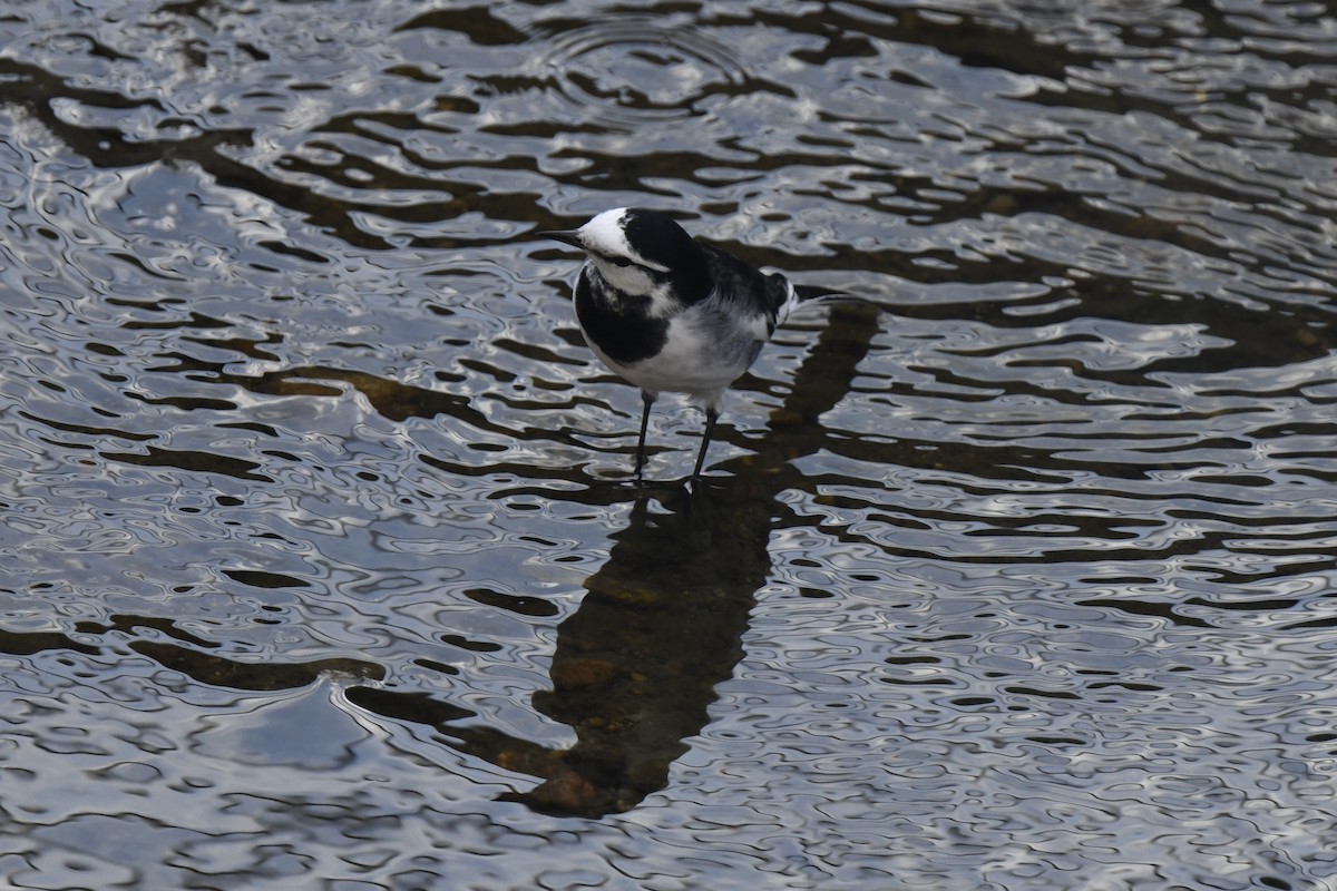White Wagtail - ML645805878