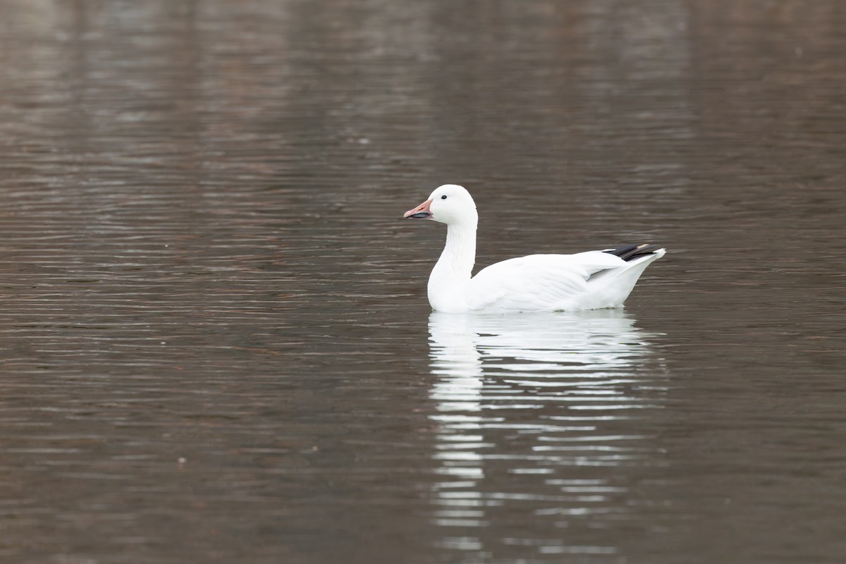 Snow Goose - ML645805881