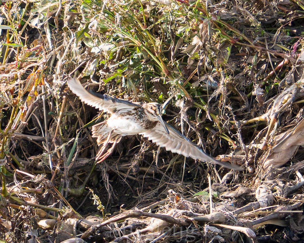 Jack Snipe - ML645805885