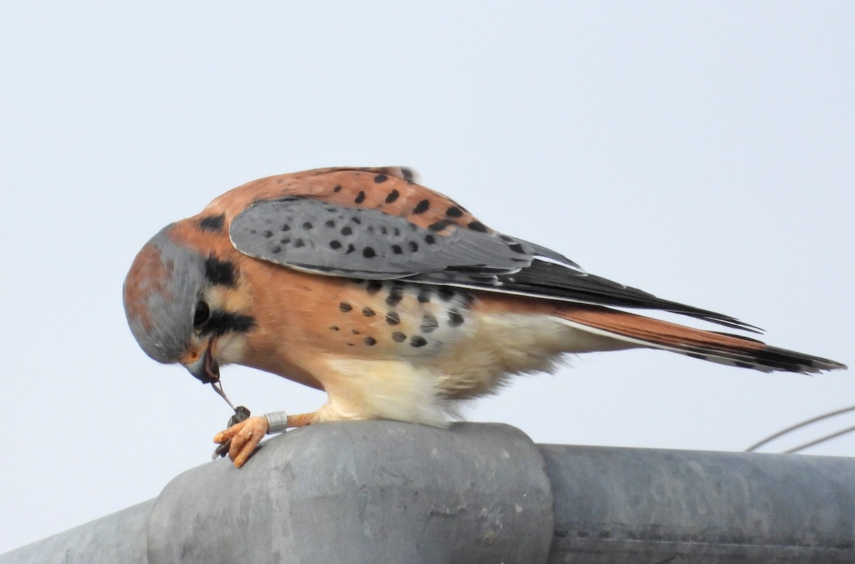 בז אמריקני - ML645805886
