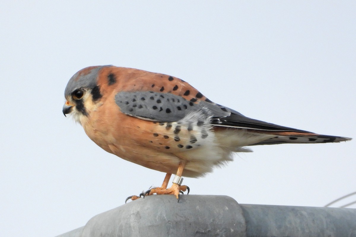 בז אמריקני - ML645805887