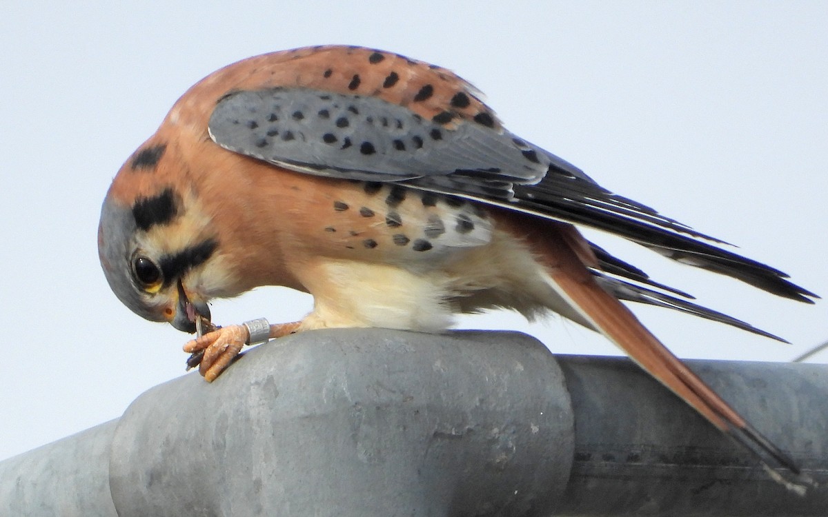 בז אמריקני - ML645805888