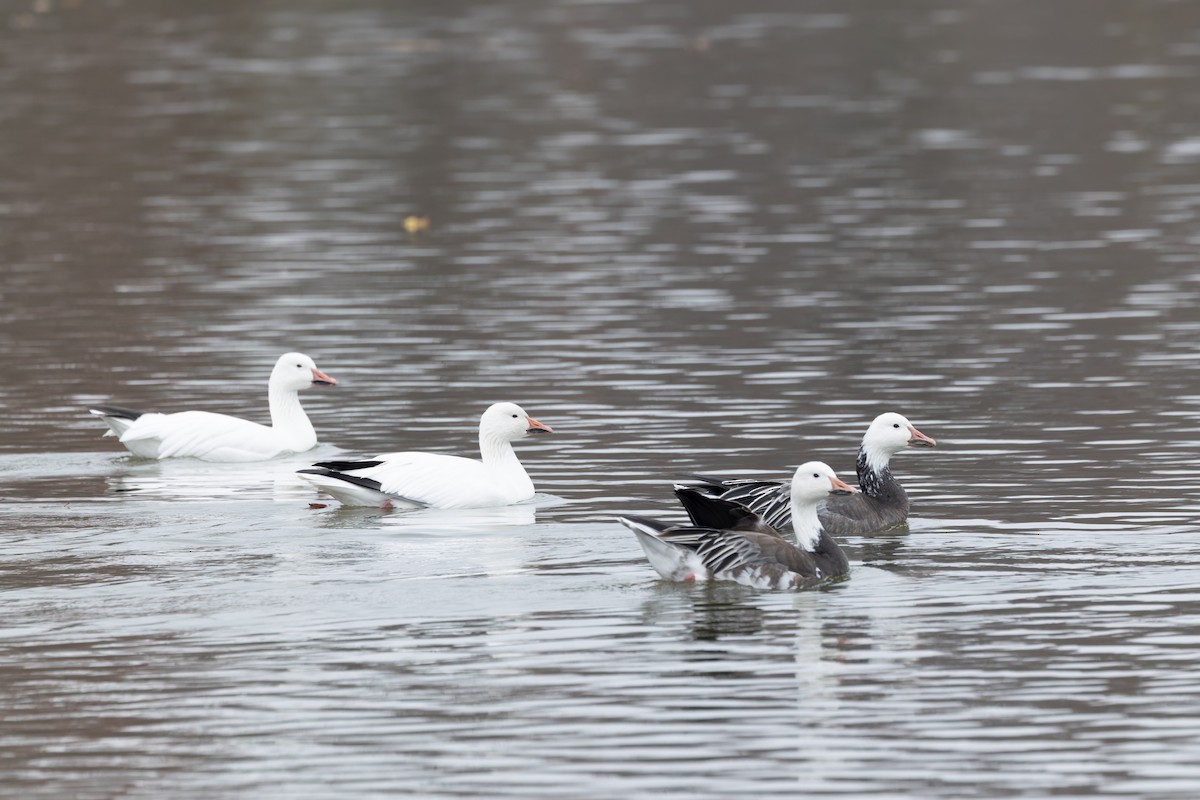 Snow Goose - ML645805889