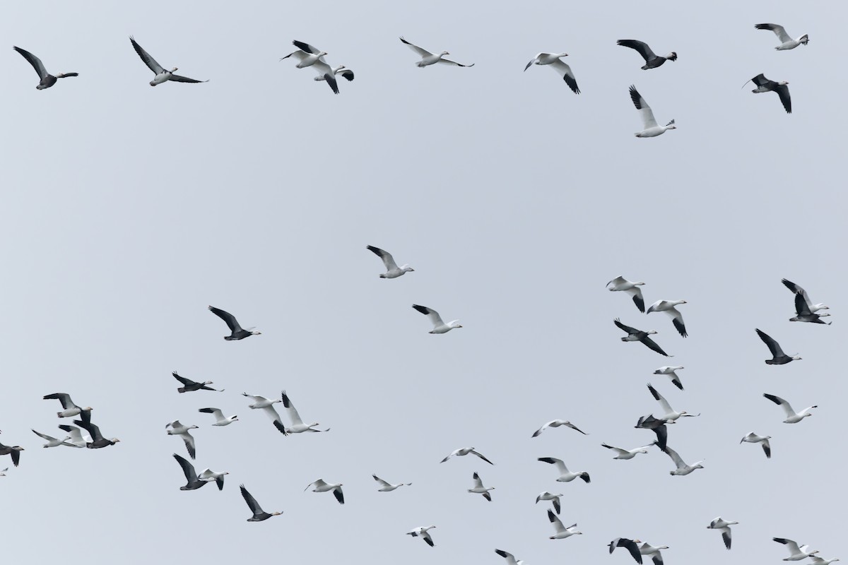 Snow Goose - ML645805896