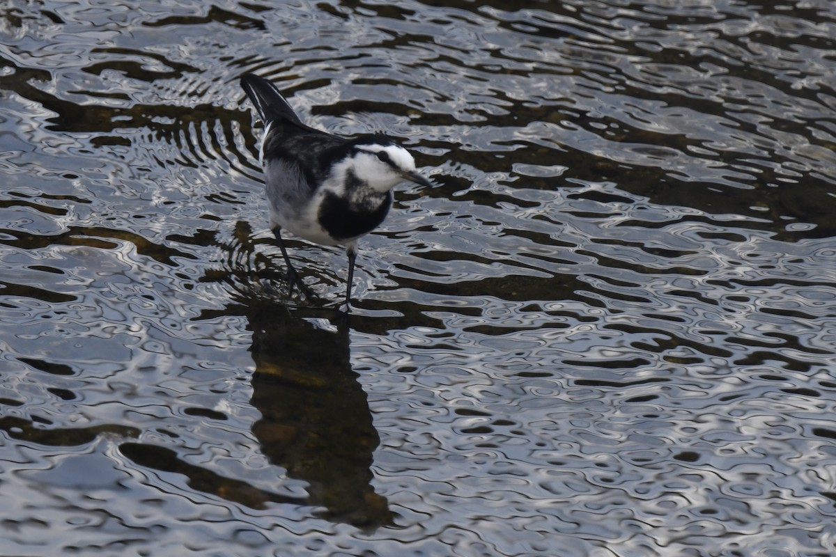 White Wagtail - ML645805900