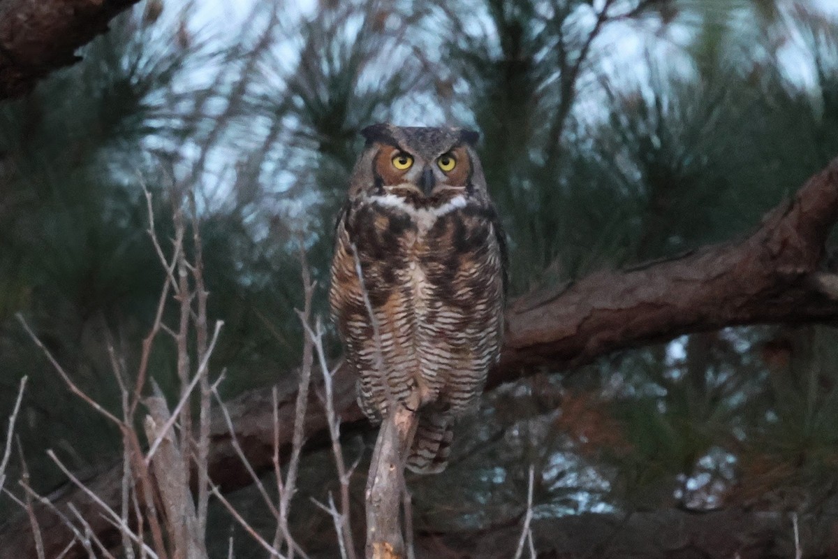 Great Horned Owl - ML645805905