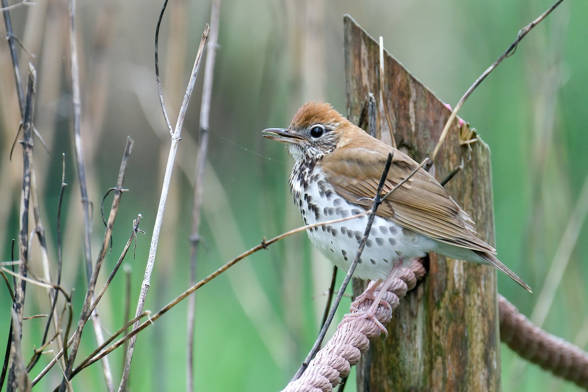 קיכלי יערות - ML645805907
