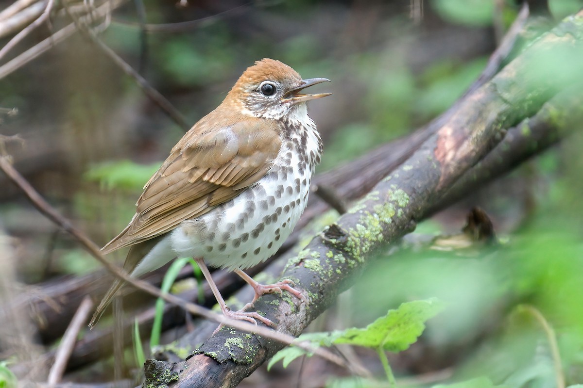 קיכלי יערות - ML645805908