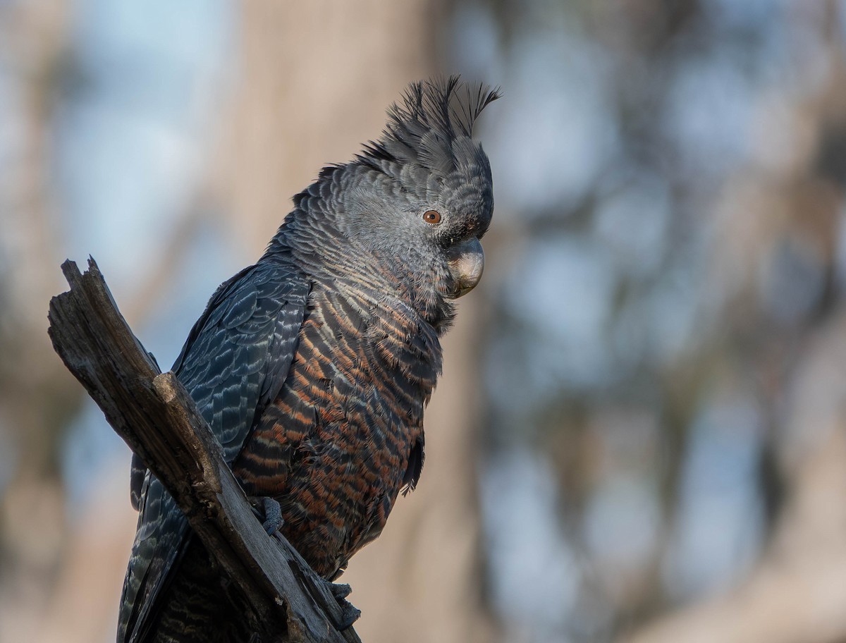 Gang-gang Cockatoo - ML645805913