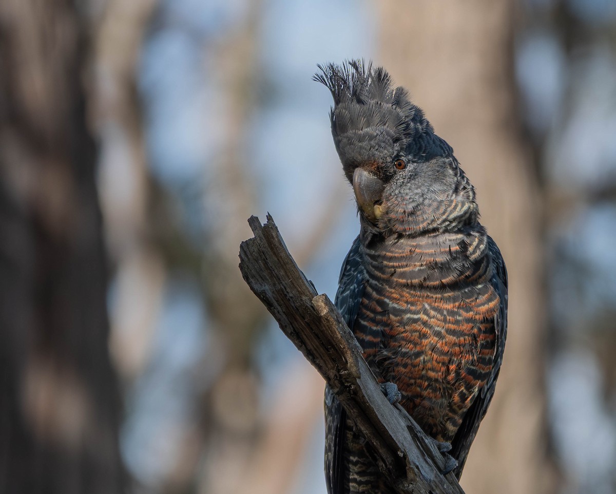 Gang-gang Cockatoo - ML645805914