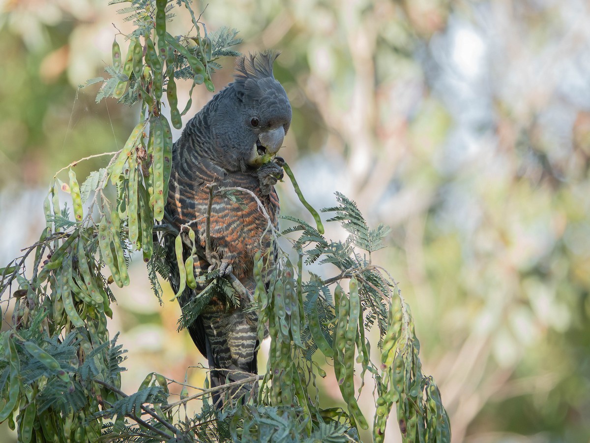 Gang-gang Cockatoo - ML645805915
