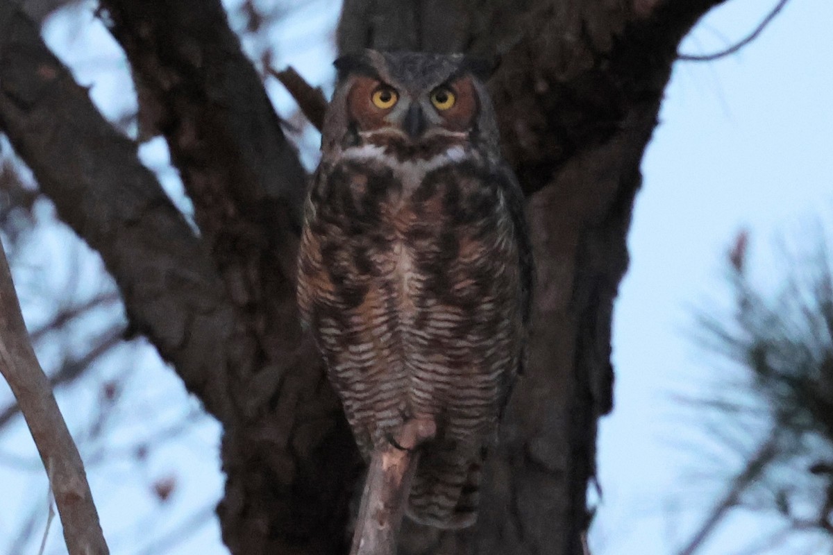 Great Horned Owl - ML645805920