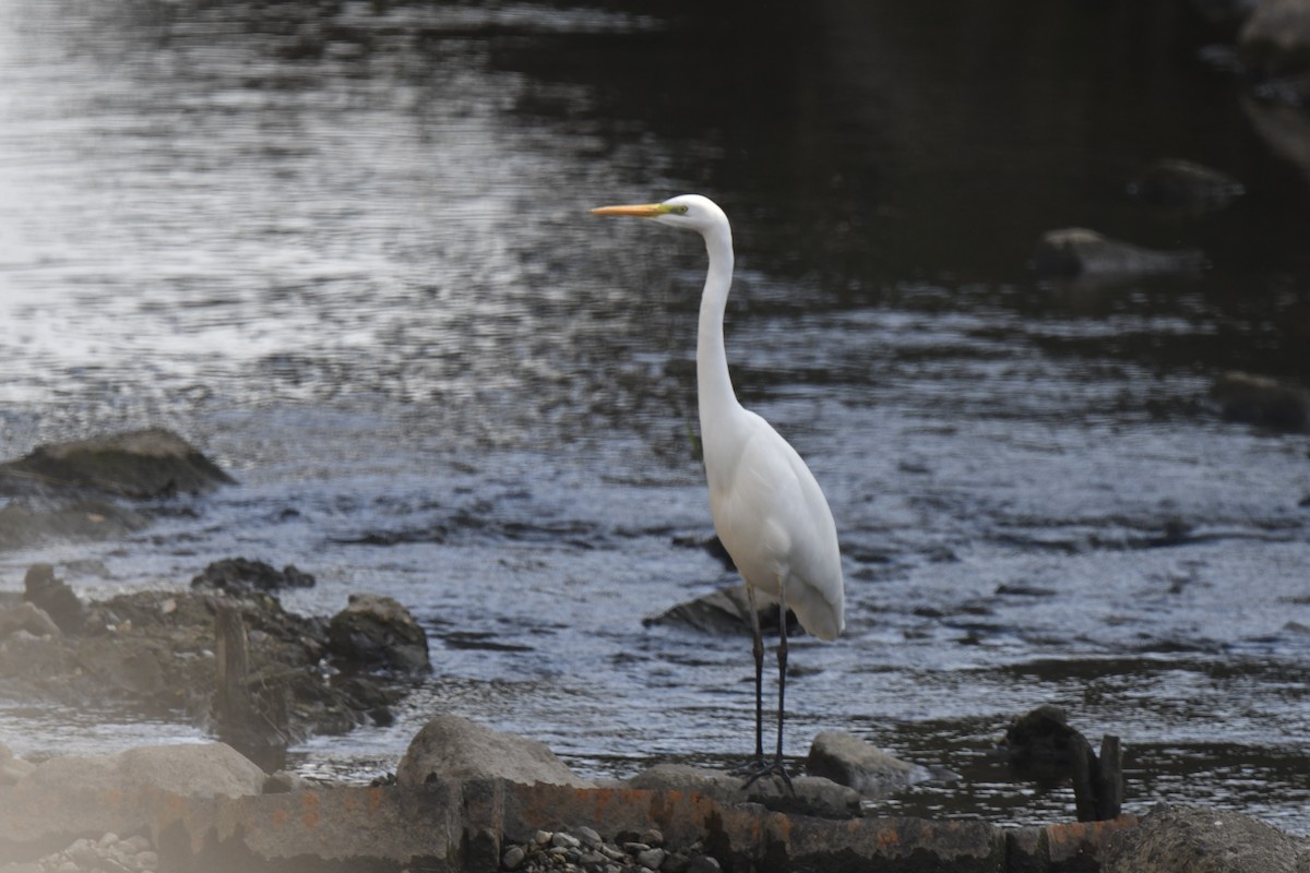 Garceta Grande - ML645805922