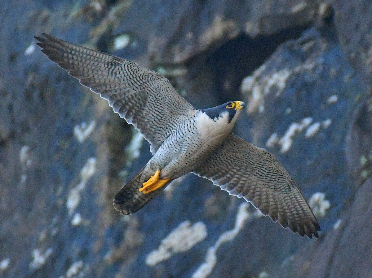 Peregrine Falcon - ML645805928