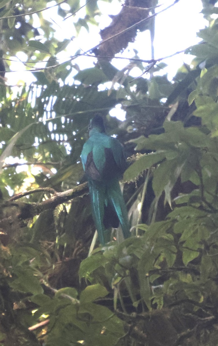 Resplendent Quetzal - ML645805930