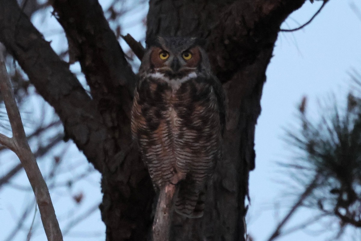 Great Horned Owl - ML645805931