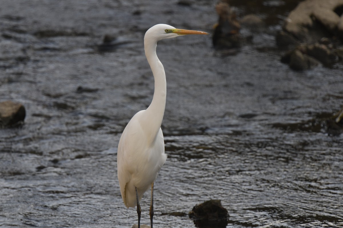 Garceta Grande - ML645805932